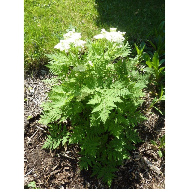 Frön Anis (Pimpinella anisum) | 2,25 €