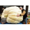 Semi di Zucca Gigante Lumina | 5,00 €
