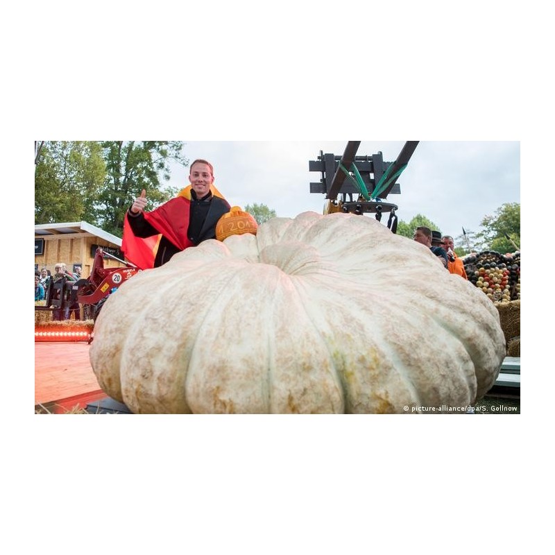 Semi di Zucca Gigante Lumina | 5,00 €