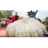 Semi di Zucca Gigante Lumina | 5,00 €
