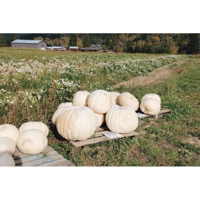 Semi di Zucca Gigante Lumina | 5,00 €
