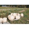Semi di Zucca Gigante Lumina | 5,00 €