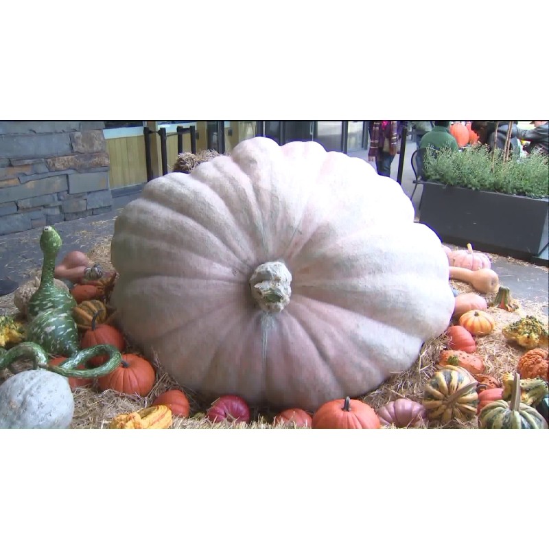 Semi di Zucca Gigante Lumina | 5,00 €