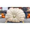 Semi di Zucca Gigante Lumina | 5,00 €