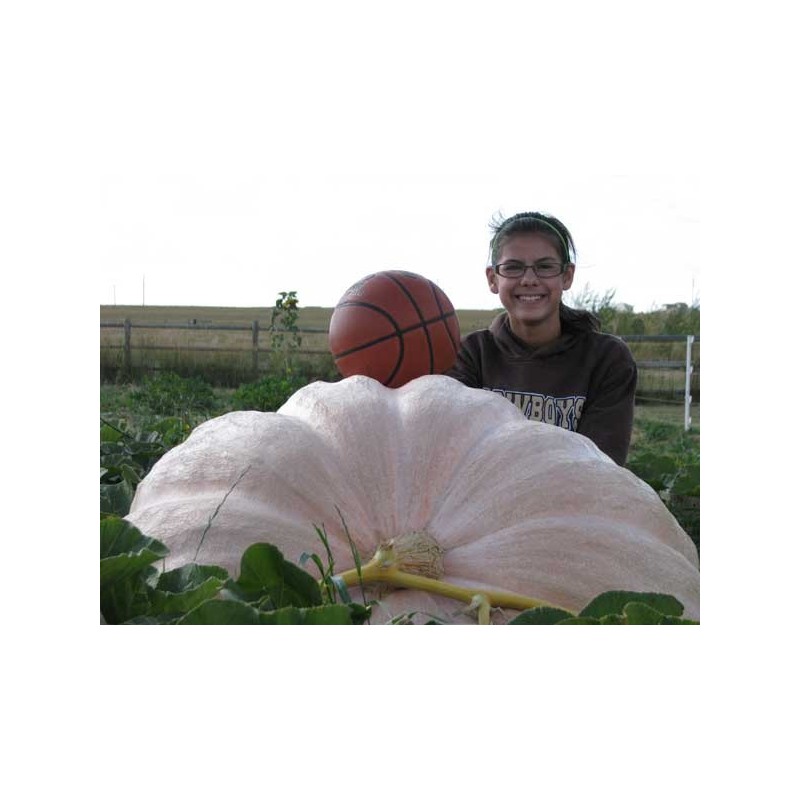 Semi di Zucca Gigante Lumina | 5,00 €