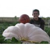 Semi di Zucca Gigante Lumina | 5,00 €