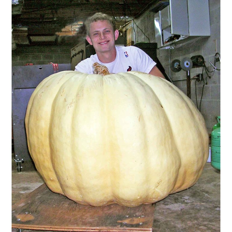 Semi di Zucca Gigante Lumina | 5,00 €
