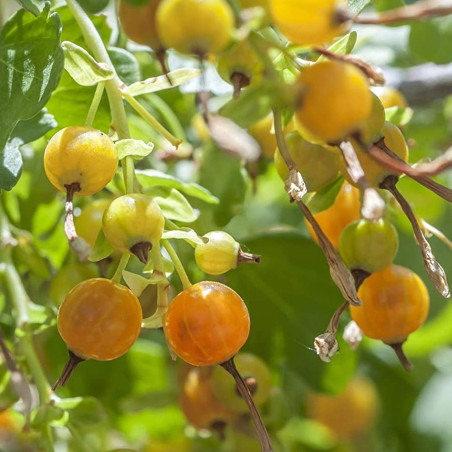 Σπόροι χρυσό Σταφίδα (Ribes aureum)