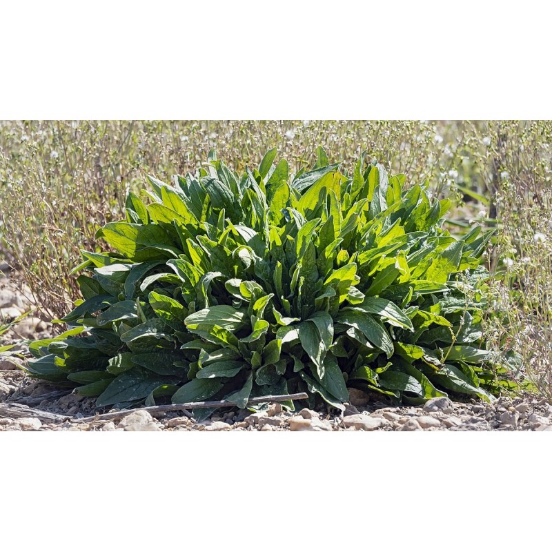 Sementes de AZEDA - Erva (Rumex acetosa) | 2,00 €