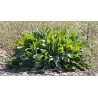 Sementes de AZEDA - Erva (Rumex acetosa) | 2,00 €