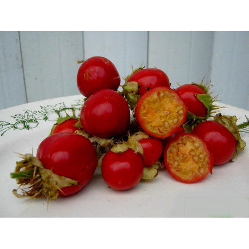 Litchi Tomatensamen - Lulita