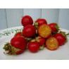 Litchi Tomatensamen - Lulita