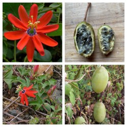 Red Passionflower Seeds...