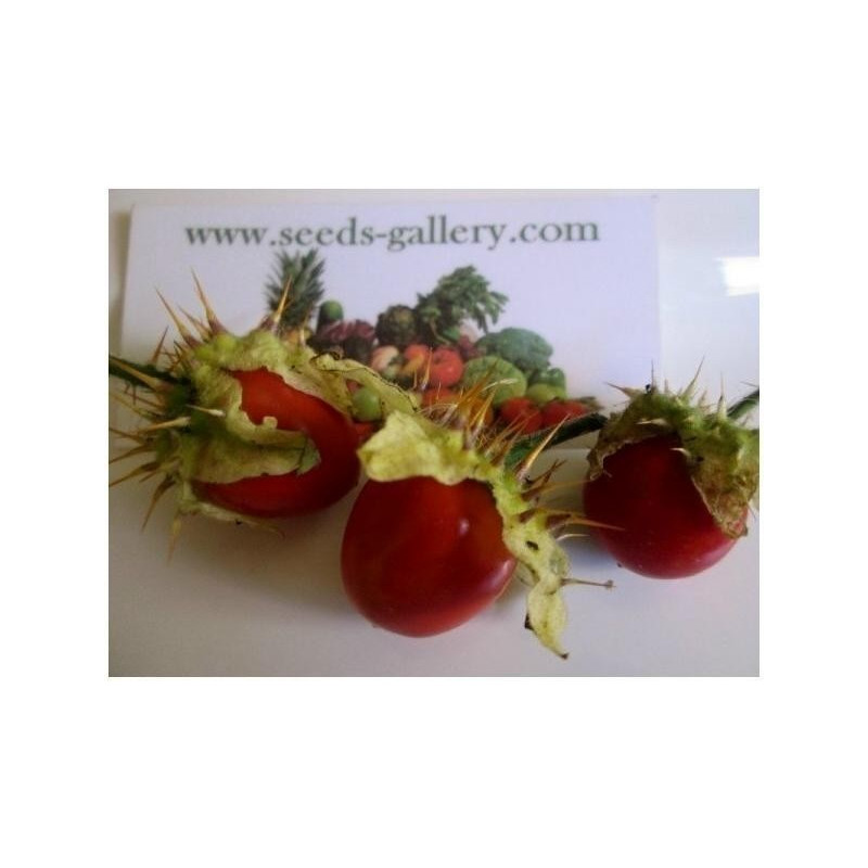 Litchi Tomatensamen - Lulita