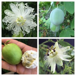 White Passionflower Seeds...