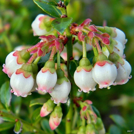 Amerikanische Heidelbeere Samen (Vaccinium angustifolium) | 2,50 €