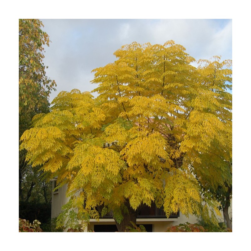 Miatyánkcserje magok (Melia azedarach) | 2,50 €