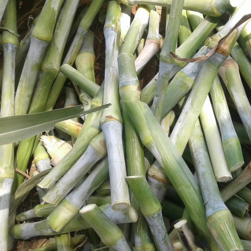 Napier gräs (Cenchrus purpureus) | 2,65 €