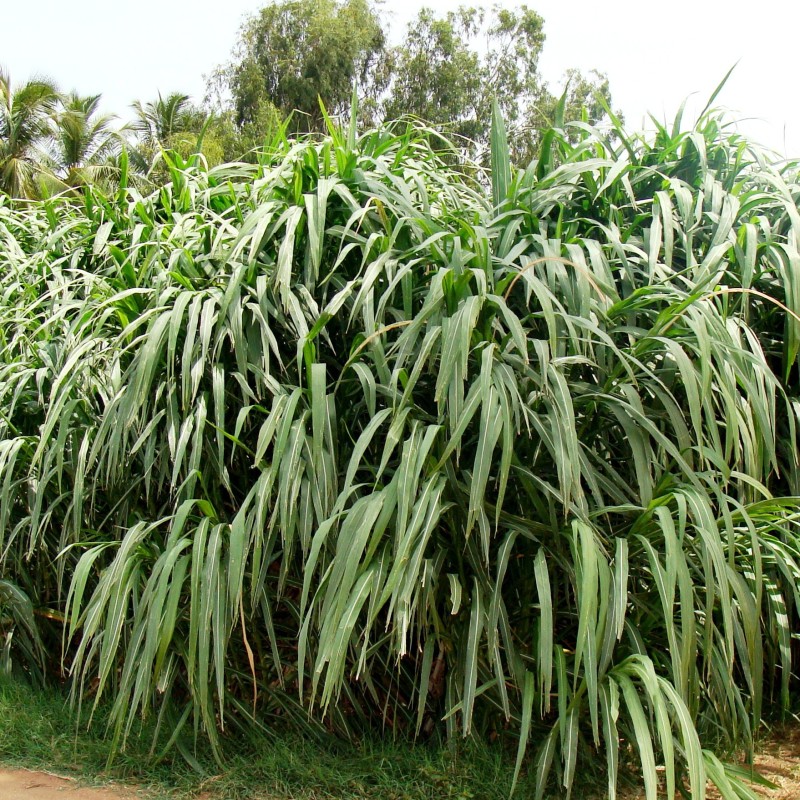 Erba Napier (Cenchrus purpureus) | 2,65 €