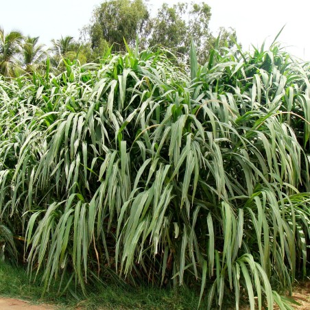 Rode zonnehoed zaden (Echinacea purpurea) | € 1,15