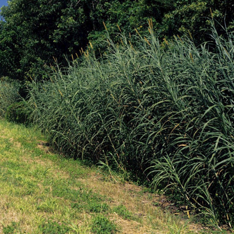 Napier gräs (Cenchrus purpureus) | 2,65 €