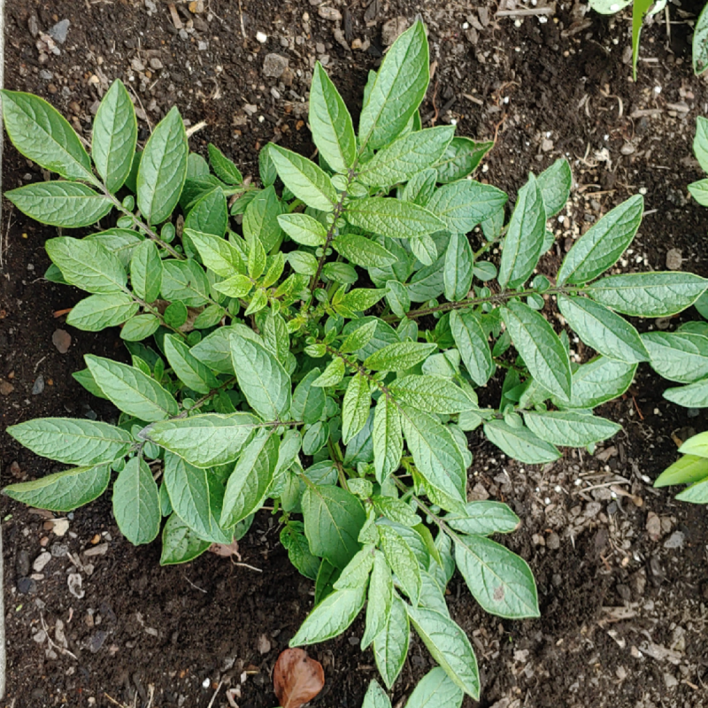 Seminte de cartofi salbatici (Solanum colombianum) | 5,20 €