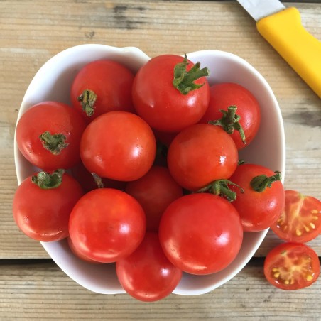 Organska Ceri Rajčica Sjeme Harmony | 2,00 €