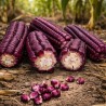 Red Corn Seeds 8-row heirloom (Crveni Osmak) | €5.00