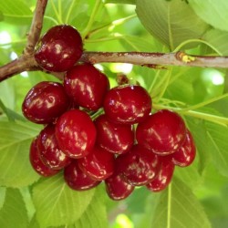 Sweet Cherry Seeds (Prunus avium)
