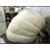 Semi di Zucca Gigante Lumina | 5,00 €