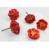 Graines de Piment Brazilian Starfish | 2,25 €