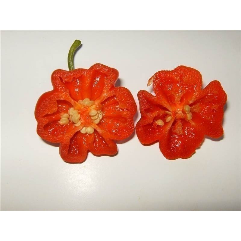 Graines de Piment Brazilian Starfish | 2,25 €