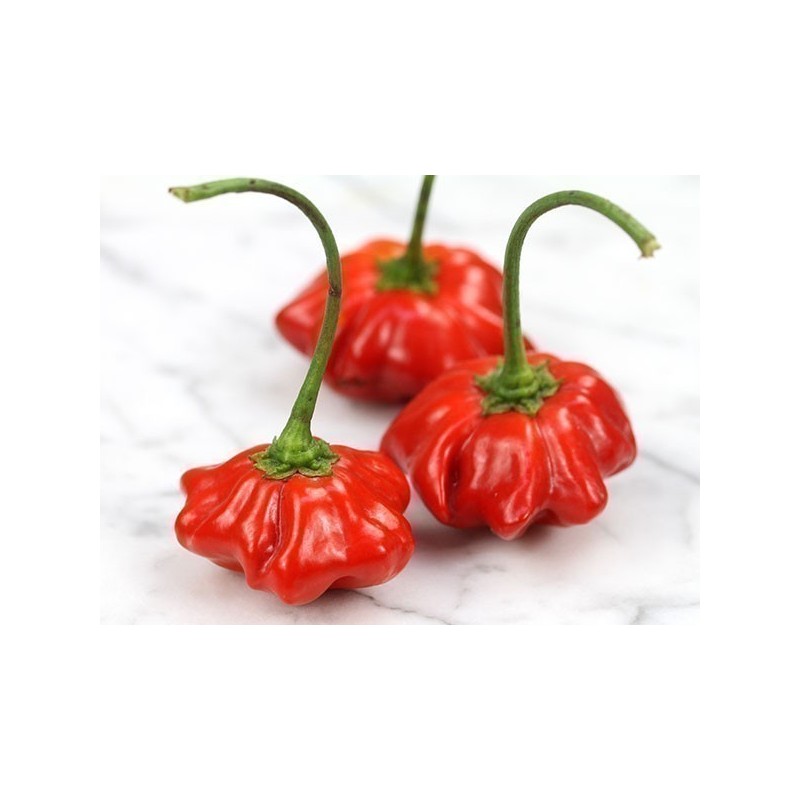 Graines de Piment Brazilian Starfish | 2,25 €