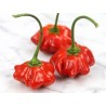 Graines de Piment Brazilian Starfish | 2,25 €