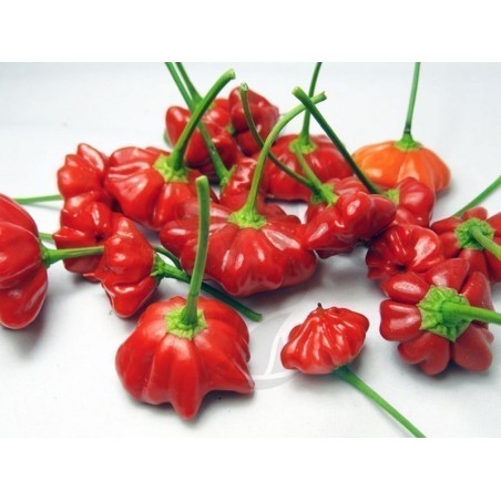Graines de Piment Brazilian Starfish | 2,25 €