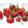 Graines de Piment Brazilian Starfish | 2,25 €