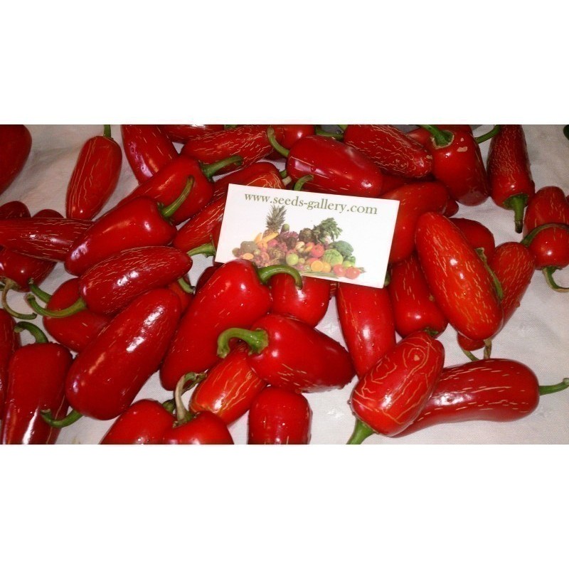 Semi Peperoncino Jalapeño Early | 1,95 €