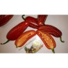 Semi Peperoncino Jalapeño Early | 1,95 €