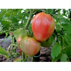 Tomato Seeds VAL Variety from Slovenia