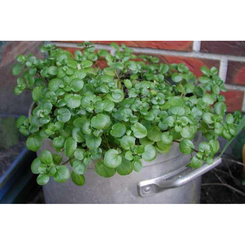 Semillas De Berro de Agua o Mastuerzo de Agua (Nasturtium Officinale) | 2,45 €