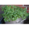 Semillas De Berro de Agua o Mastuerzo de Agua (Nasturtium Officinale) | 2,45 €