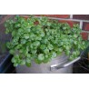 Watercress Seeds (Nasturtium officinale) | 2,45 €