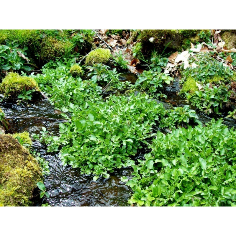 Semillas De Berro de Agua o Mastuerzo de Agua (Nasturtium Officinale) | 2,45 €