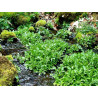 Semillas De Berro de Agua o Mastuerzo de Agua (Nasturtium Officinale) | 2,45 €