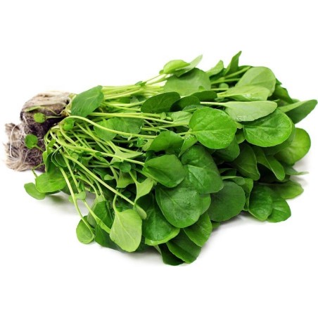 Watercress Seeds (Nasturtium officinale) | 2,45 €