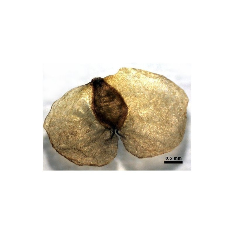 Björksläktet Frön (Betula)