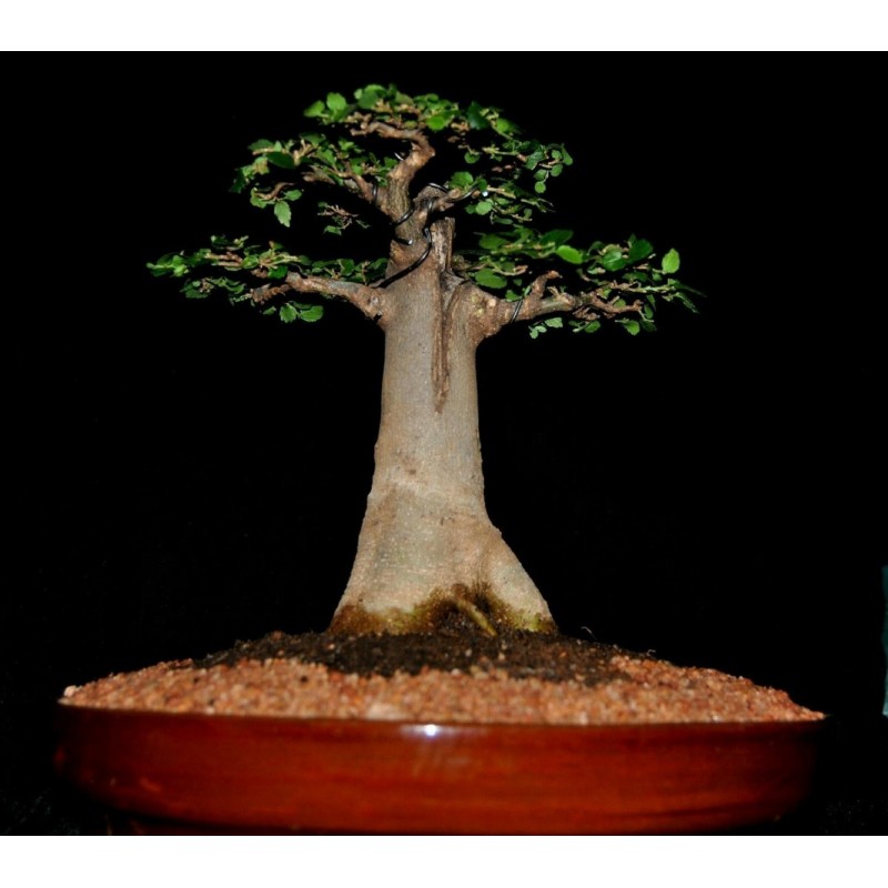 Baobab Drvo Zivota Seme (Adonsonia digitata) | 1,95 €