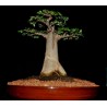 Affenbrotbaum BAOBAB Samen (Adonsonia digitata) | 1,95 €