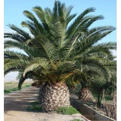 Canary Island Date Palm Seeds