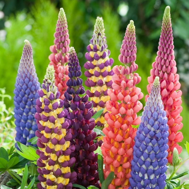 Σπόροι Βασιλέων λούπινου Russell Mix (Lupinus Polyphyllus) | 1,50 €